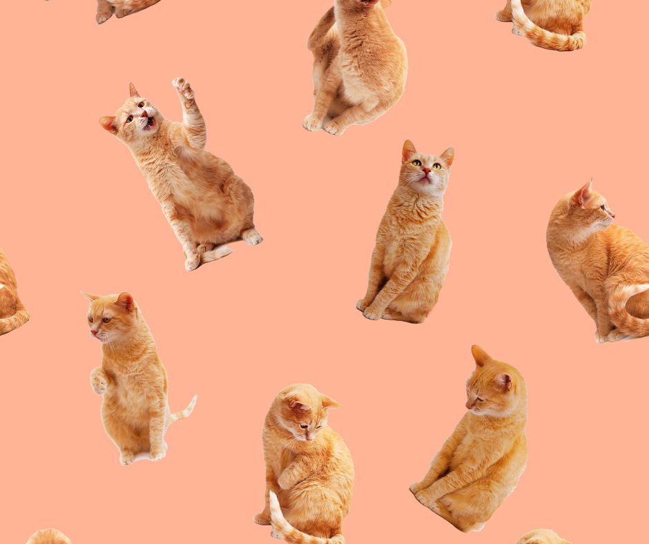 background image example for decorative alt-text usage. Featuring a salmon pink background with a ginger cat in various positions in a seamless patter.