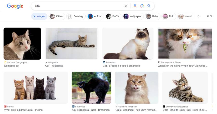 Search results example for at-text cats. Featuring different images of cats.